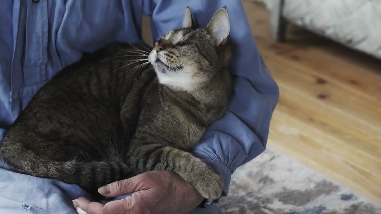 小菅幸子　ブローチ　食堂めぐる　猫　ねこ YouTube