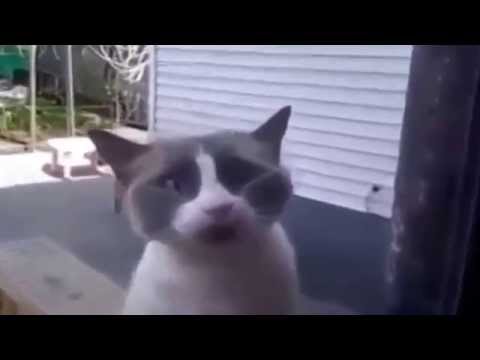 Can you translate it? |  Funny Cat Videos