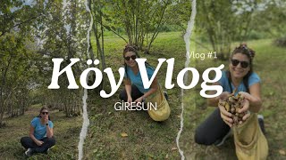 Eğlenceli̇ Findik Toplama Günü 🌰 Gi̇resun Köy Vlog 🎥