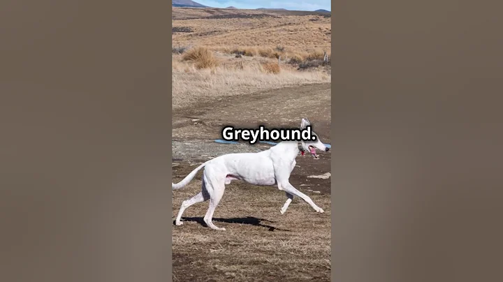 Which Is The Fastest Animal In A Dive ?