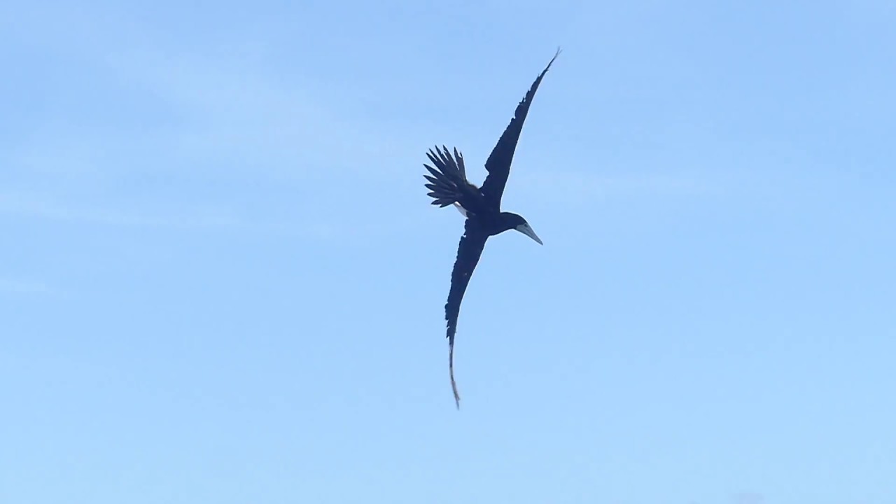 魚を捕獲しようと水の中に飛び込む瞬間の カツオドリ のフォルムが美麗すぎる えのげ