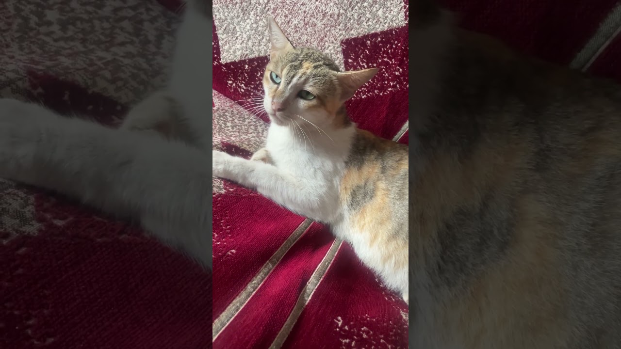 My cat thinks she’s the star. I just hold the camera.😺🐈👑 