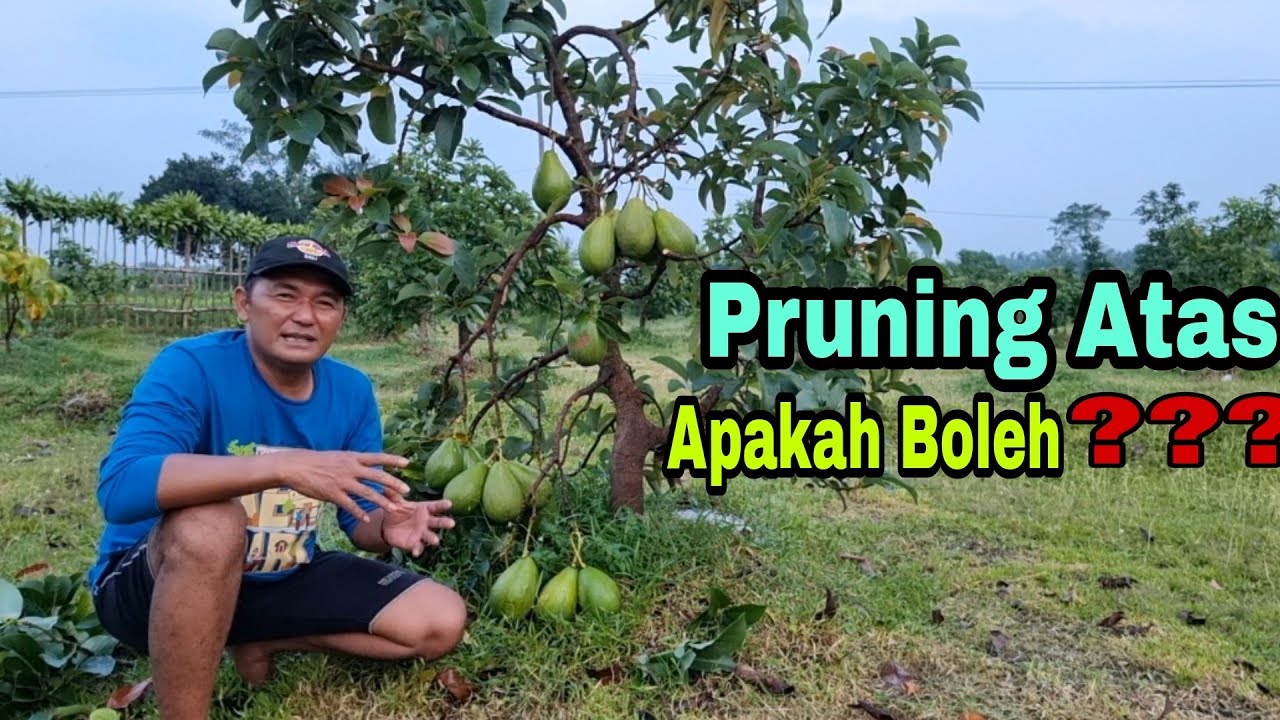 PRUNING ATAS APAKAH BOLEH...???