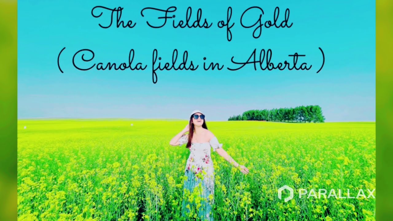 Canola Fields in Alberta || Short Vlog
