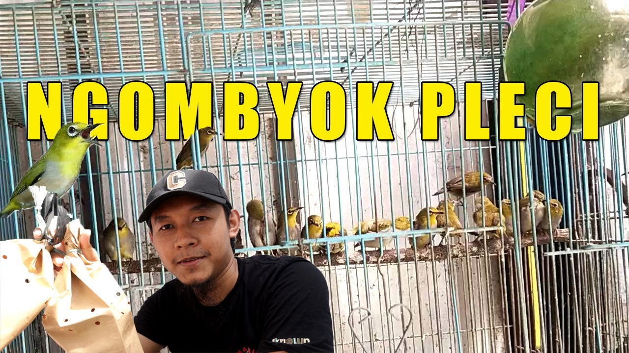 PLECI MANIA ‼️ BELI BURUNG PLECI OMBYOKAN DI KIOS BURUNG | TIPS PILIH BURUNG PLECI OMBYOKAN