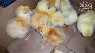 Cruzamento De Raças De Galinhas Para Melhores Resultados Em Moçambique