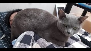 【猫マスク】マスク不足の中、主をウイルスから守る為マスクになってくれる優しい灰色猫