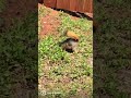 Squirrel burying his nuts
