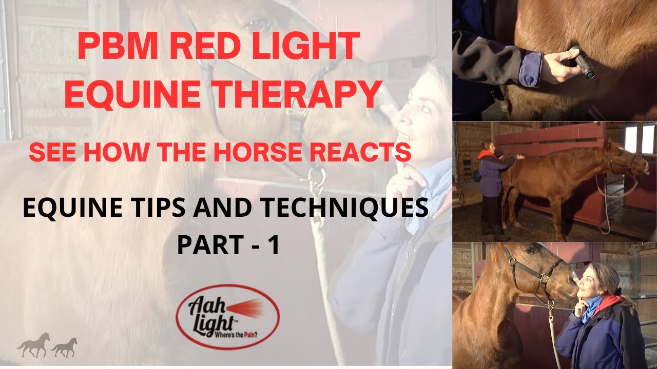 Red Light Therapy for Horses Part 1 Apply AAH PBM Light Therapy on