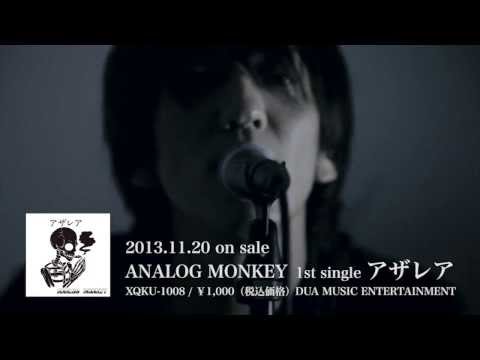 ANALOG MONKEY「アザレア」のCM
