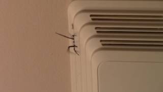 Huge spider trying to crawl out of bathroom vent