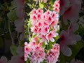 Short#Beautiful Rhododendron Blooming flowers.बुरांश की सुंदरता.. #nature#spring#pinkbeauty#buransh#