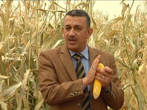 حلقة تعليمية جديدة عن علامات النضج لمحصول الذرة الصفراء