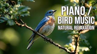 Relaxing Piano Music & Peaceful Bird Sounds | Calm Nature Ambience for Sleep and Study Now screenshot 4