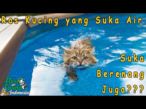 Video: Rimadyl Overdosis di Anjing