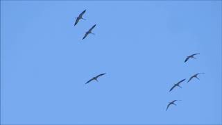Cranes passing over El Clot de Galvany