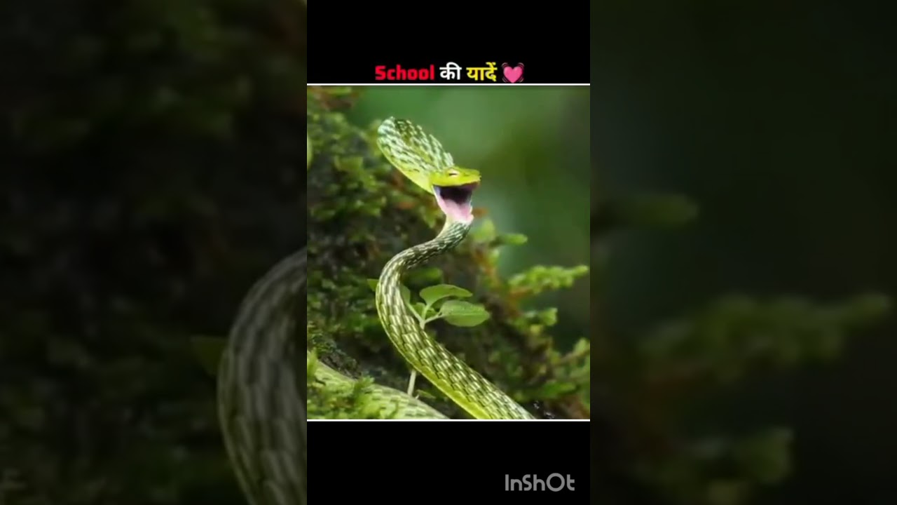 school_की_यादें_💓_#shorts_#facts_#youtubeshorts(360p)