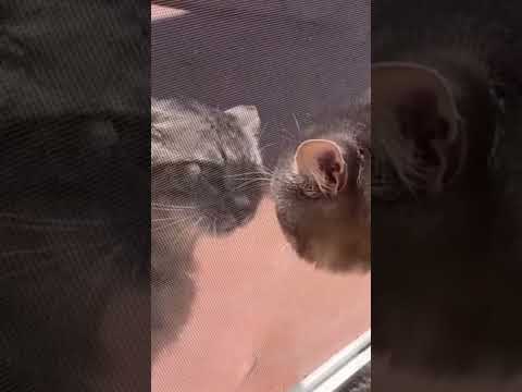 Бешеные коты 🐈‍⬛