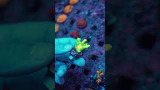 Pectinia Space Invader - nachhaltige Anfängerkoralle aus eigener Nachzucht