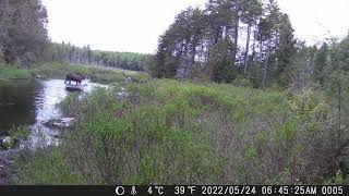 Adirondacks NY, Great Sacandaga Lake Area - Bull Moose