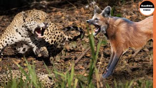 Can Maned Wolf Belongs The Jaguar