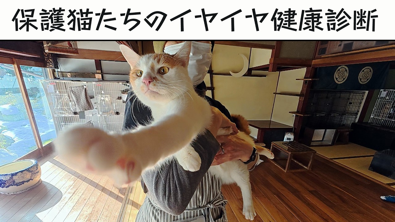 保護猫たちのイヤイヤ健康診断・２月号