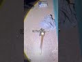 GUARDA IL VIDEO COMPLETO #viralshort #perte #avventura