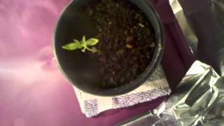 Indoor/Outdoor Grow Week 1 Day 7