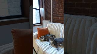 #ad a gift idea for all of my fellow cat owners 🐈⬛✨ #petivitypartner