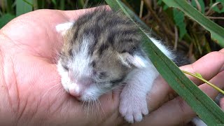 the mother cat abandoned her kitten 1 day old. rescue the kittens - protect the cats