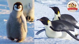 極寒の氷原、赤ちゃん誕生　動物奇想天外　タテゴトアザラシ＆コウテイペンギン mqdefault.jpg