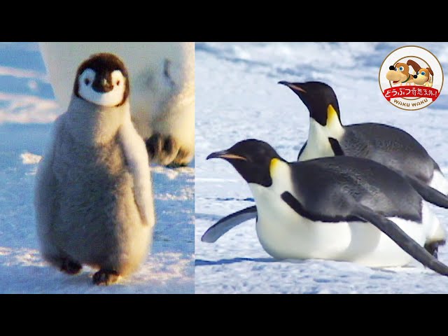 100kmの大移動】コウテイペンギンの赤ちゃんに親たちがエサを持ってき