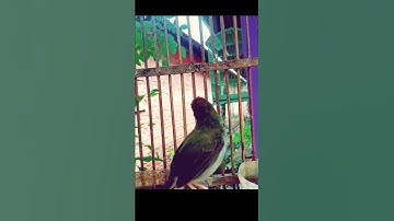 tembakan keras prenjak lumut#prenjakmerah #prenjaklumutgacor #prenjakgunung #shorts