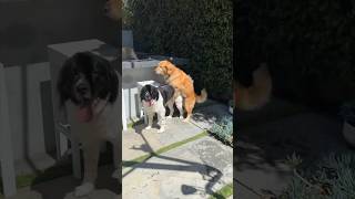 Thumbnail for My Dog Thor Reunited With His Best Friend Moo!
