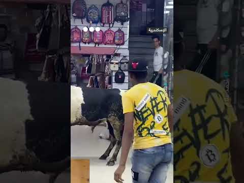 عجل يقتحم محلاً للأحذية