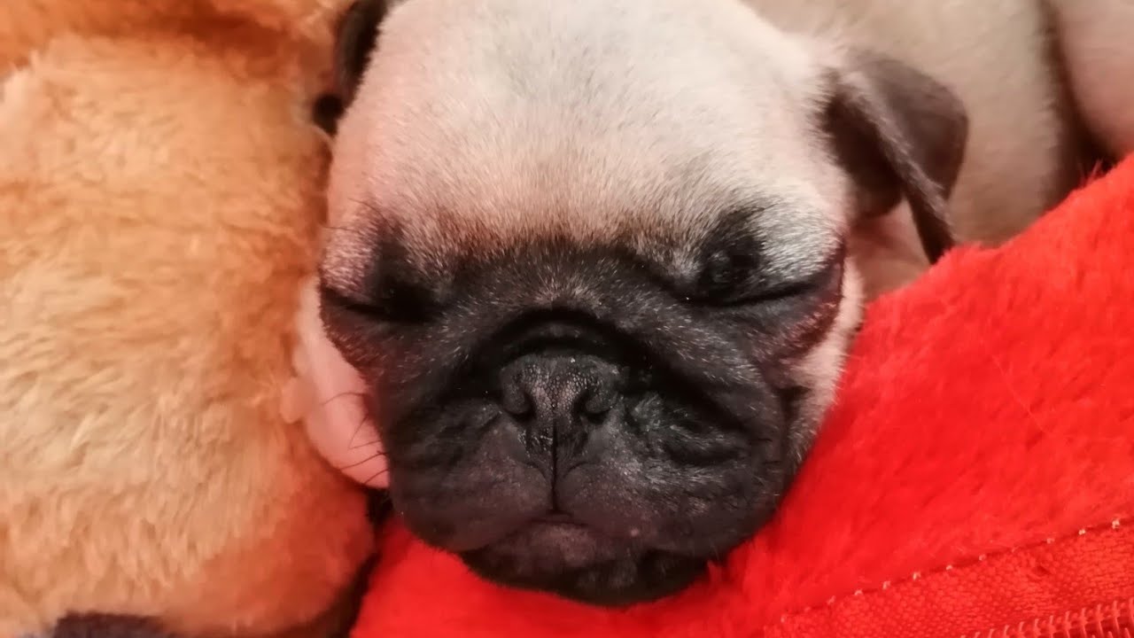 Pug puppy sleeping time, pug dog sleeping video @littleclassicpug