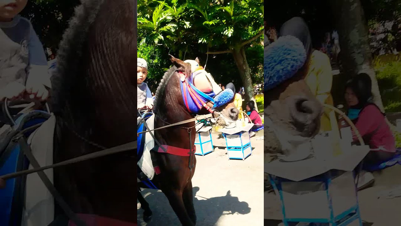 Kuda Tunggang - YouTube