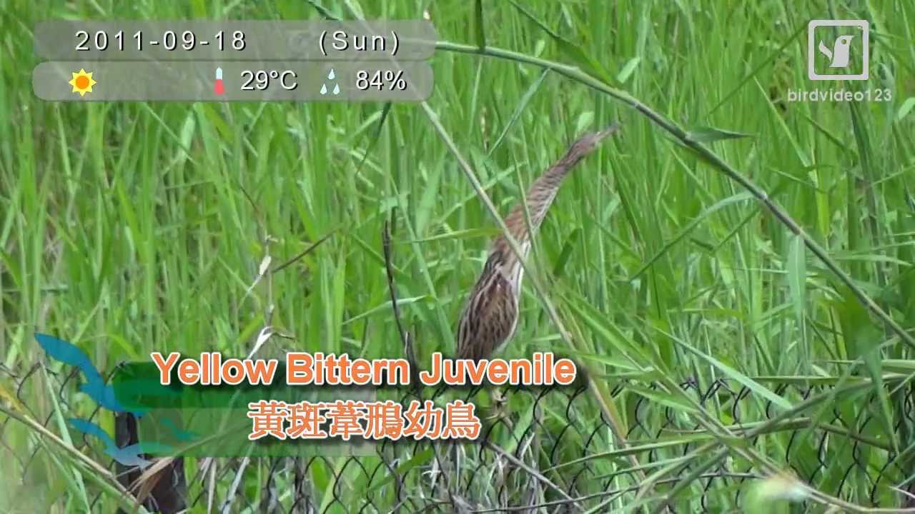Yellow Bittern Juvenile (in Hong Kong)