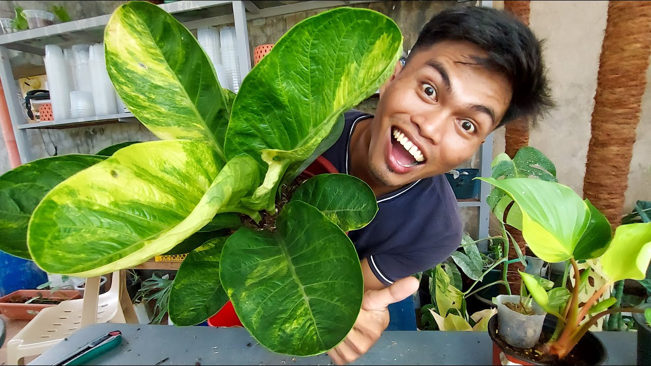 Giant Cardboard New Arrival plants, Homa thaicons and other varigated plants. unboxing again.