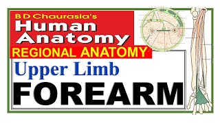 Chp9 | FOREARM (Anterior + Posterior Compartment) | Upper Limb | BD Chaurasia | Dr Asif Lectures screenshot 5