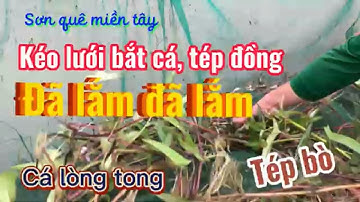 Kéo lưới bắt cá tép đồng nhìn đã con mắt @sonquemientay @thayhien @giongcamietvuon