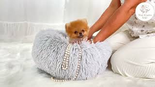 Micro Teacup Red Pomeranian Kingsley