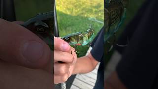 Best budget swimbait!!??? (Mach shad 90) what will we catch? LURE REVIEW #bassfishing #sportfishing