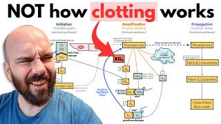 Learn the Cell Based Model of Coagulation in 13 minutes