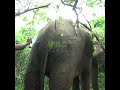 Saving a Severely Wounded Elephant 🐘❤️