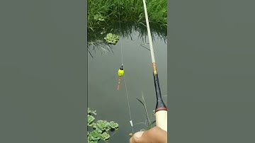 mancing wader sekali lempar langsung strike, pake teknik pelampung super cantik ala youtubers