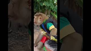 Dog Steals Snack from Mischievous Monkey! 🐶🐒 #dogvsmonkey #funnyanimals#funny#monkeyfood#trending