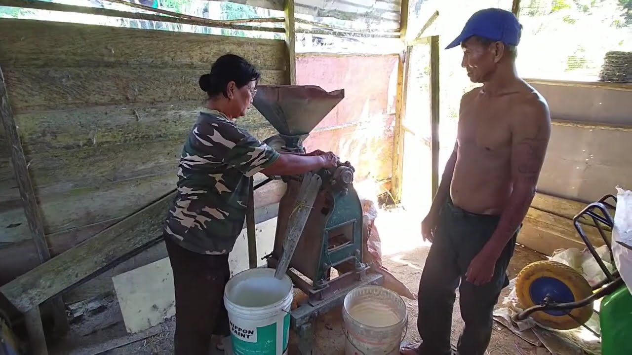 Enggau Big Boss Nginjin Padi Dulu Lemai Tok...