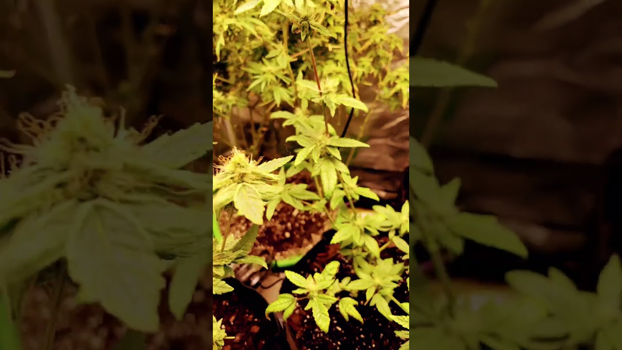 Chem pie 🔥🔥🔥🔥