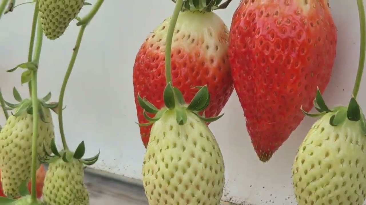 [효소농법/논산 부적 2/5] 킹스베리 본연의 모습!